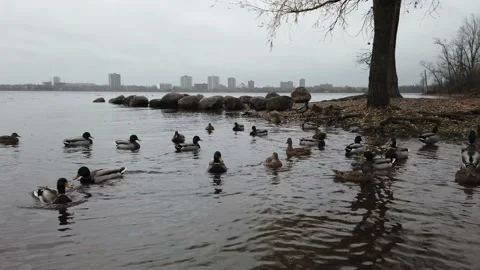 Close up a duck swimming in the river Stock Footage 143200481