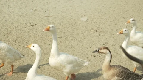Close-Up of Duck Walking on Sandy Ground in Daylight Stock Footage 320362907