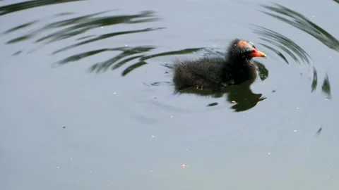 Close up of A duckling Stock Footage 135262157