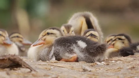 Close-up of ducklings huddling together and resting on the ground at a duck farm Stock Footage 342033232