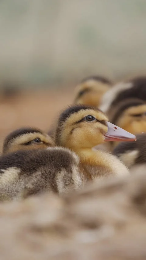 Close-up of ducklings huddling together and resting in a farm pen with a soft bl Stock Footage 345700457