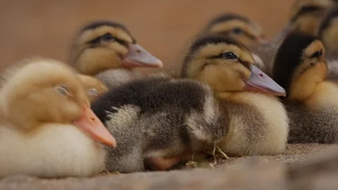 Close-up of ducklings huddling together and resting on the ground at a duck farm Video stock 346442736