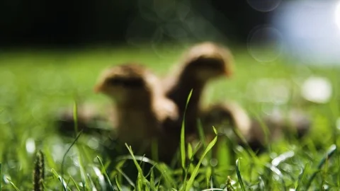Close up on ducks and chickens Stockbeeldmateriaal 92408917