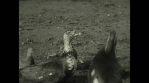 Close Up Ducks being Fed Video stock 50218750