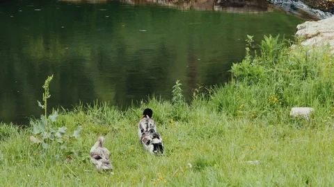 Close-up of ducks cleaning feathers on the background of the river in summer Stock Footage 108626975