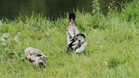 Close-up of ducks cleaning feathers on the background of the river in summer Stock Footage 108626986