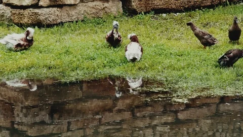 Close-up of ducks cleaning feathers on the background of the river in summer Stock Footage 108627149