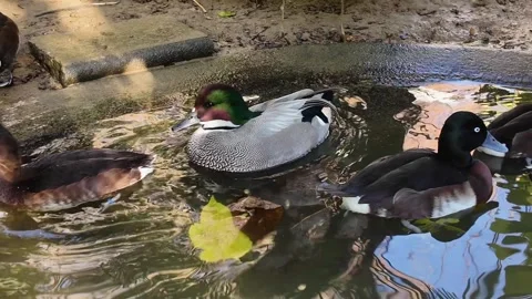 Close up of Ducks floating Video stock 295348578
