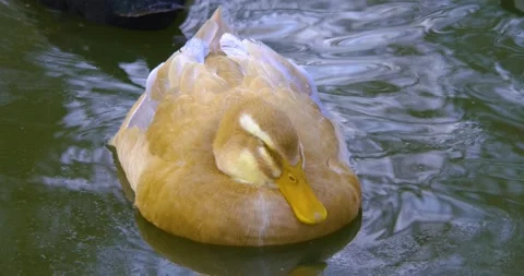 Close up of ducks. Stock Footage 137348570