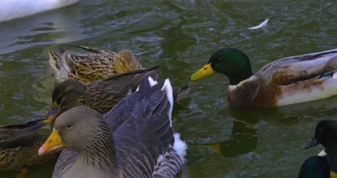 Close up of ducks Stock Footage 137349562