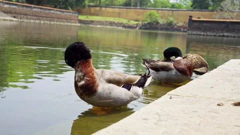 Close-up of ducks gracefully waiting in a pond within imperial city of hue Stock Footage 340512195