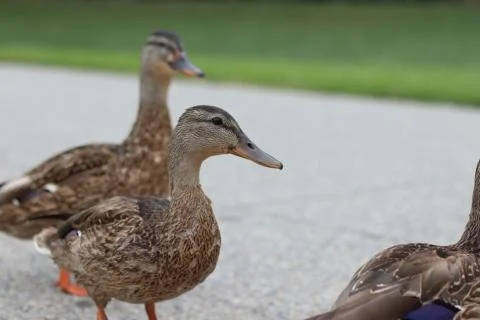 Close up of ducks Stock Photos