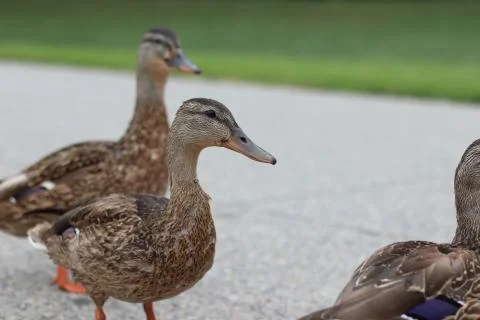 Close up of ducks Stock Photos