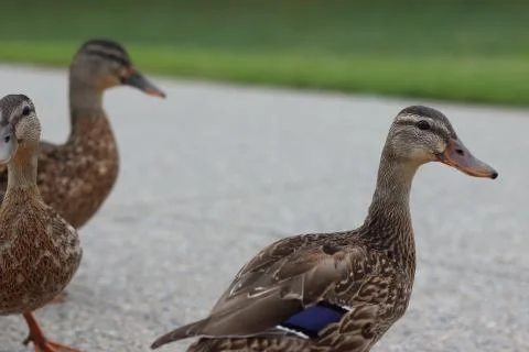 Close up of ducks Stock Photos