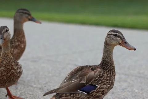 Close up of ducks Stock Photos