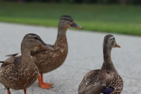 Close up of ducks Stock Photos