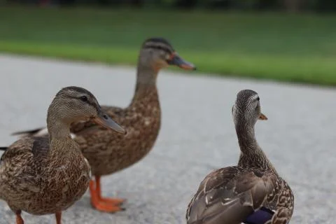 Close up of ducks Stock Photos