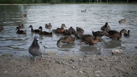 Close up ducks pick up bread they threw on shore and return in to lake eat Stock Footage 144538762