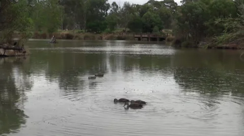Close up of ducks on pond Stock Footage 36720142