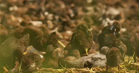 Close up of ducks in a pond Stockbeeldmateriaal 171559828