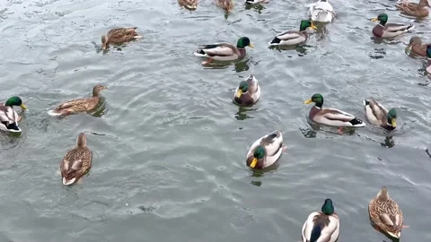 Close up ducks swim in a pond. Ducks swim on the lake in winter Stock Footage 224718768