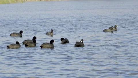 Close-Up Ducks Swimming and Floating on Calm Pond Water Stock Footage 319925144