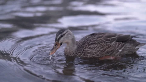 Close up of ducks swimming and looking for food in the water of matheson lake Stock Footage 214372628