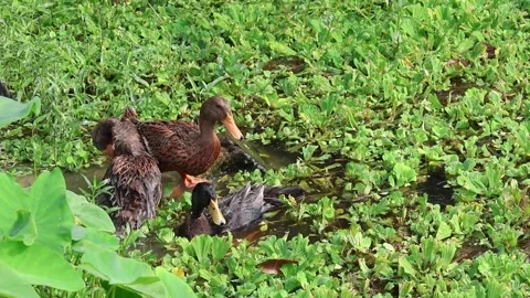 Close-up of ducks swimming and preening in a pond with water hyacinth. Stock Footage 320588150