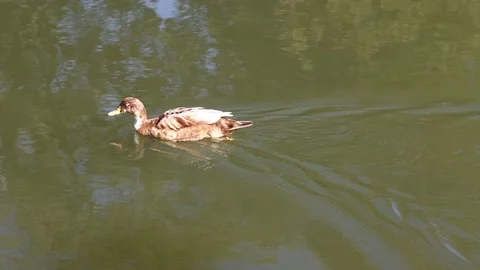 Close up Ducks Swimming 库存影片 196310557