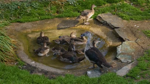 Close up of Ducks in a tiny pond Stock Footage 135605739