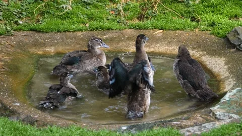 Close up of Ducks in a tiny pond Stock Footage 135819947