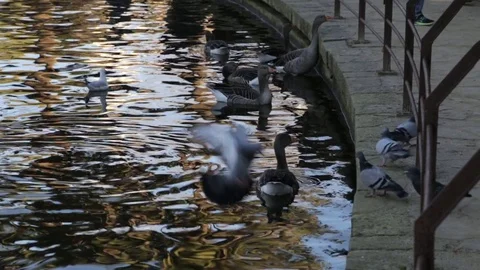 Close up of Ducks in Water Stock Footage 78202362