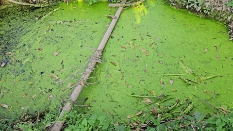 Close-up of duckweed-covered pond surface with floating leaves. Stock Footage 336532681