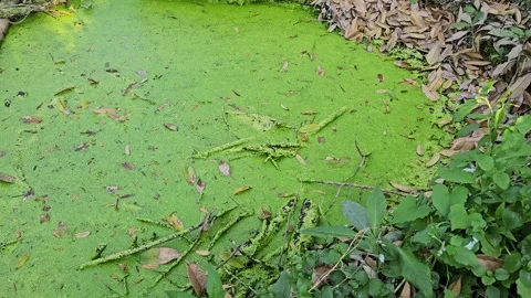 Close-up of duckweed-covered pond surface with floating leaves. Stock Footage 336532725