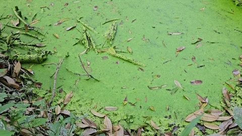 Close-up of duckweed-covered pond surface with floating leaves. Stock Footage 336532994