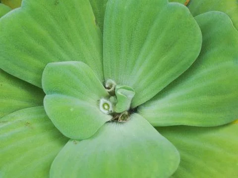 Close up duckweed in sunny day Foto stock