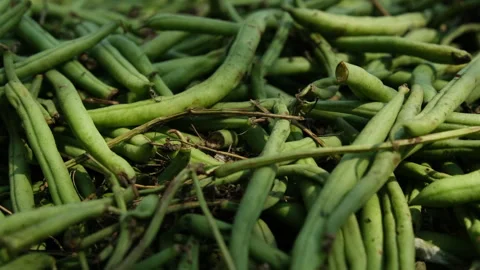 Close up of dumped green beans from farmer truck load after processing refusal Video stock 250199960