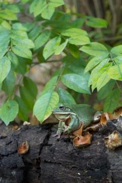 Close up dumpy frog, tree frog, papua green tree frog Foto stock