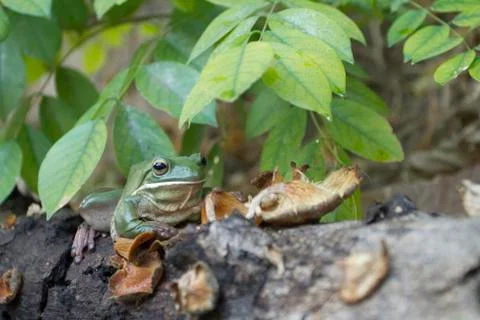 Close up dumpy frog, tree frog, papua green tree frog Stock Photos
