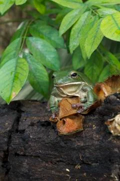 Close up dumpy frog, tree frog, papua green tree frog Stock-Fotos