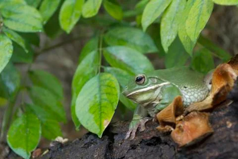 Close up dumpy frog, tree frog, papua green tree frog Stock Photos