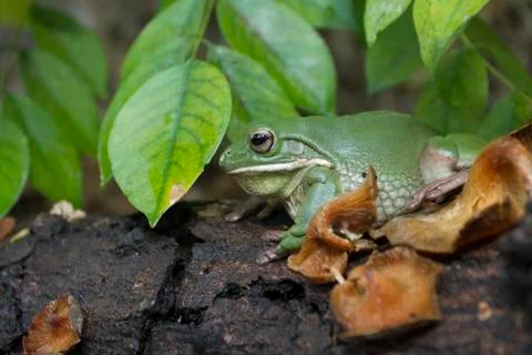 Close up dumpy frog, tree frog, papua green tree frog Foto stock