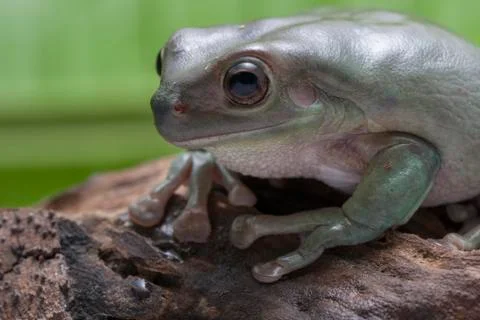 Close up dumpy tree frog / White's tree frog Foto stock