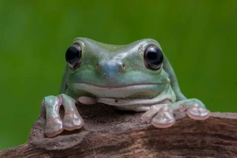 Close up dumpy tree frog / White's tree frog Stock Photos