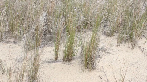 Close Up Dune Grass Blows In Wind Timelapse Stock Footage 106673860