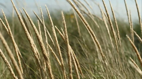 Close of dune grass Vidéo 48867132