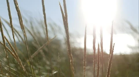 Close of dune grass Vidéo 48869163