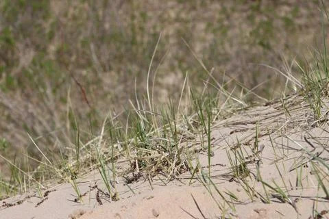 Close-up of Dune Grass Foto stock