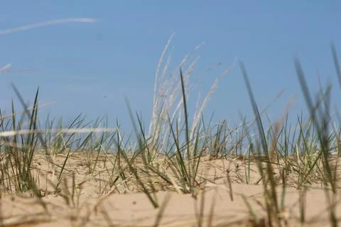 Close-Up of Dune Grass 스톡 사진