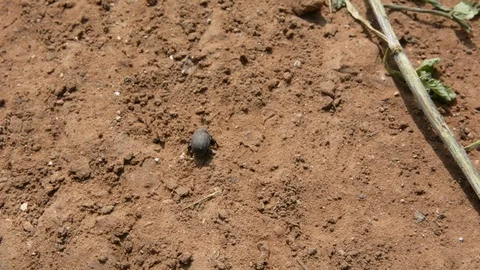 Close-up of a dung beetle on red ground in the forest Vídeo Stock 103476352